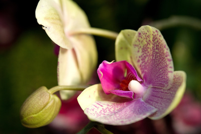 Atención a la hora de comprar orquídeas mariposa